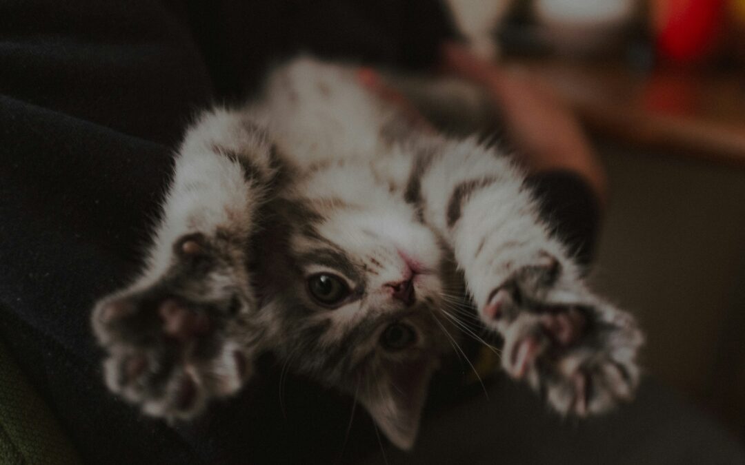 Ko telo ne razume ali zakaj se ne morem umiriti?!?